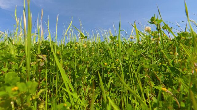 Static shot of a vast field of small wild grass swaying gently in the wind
