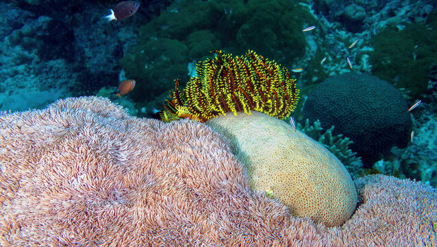 Feather Star (Comanthina schlegelii), reefs of Sipadan Island, Sabah, Malaysia, Borneo