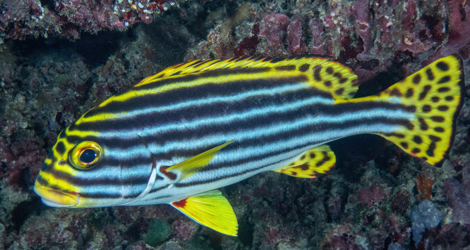 Oriental Sweetlips (Plectorhinchus vittatus),  Sipadan Island, Sabah, Malaysia, Borneo
