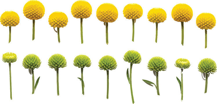 Craspedia globosa flowers in yellow and green arranged in rows isolated on a white background vector illustration