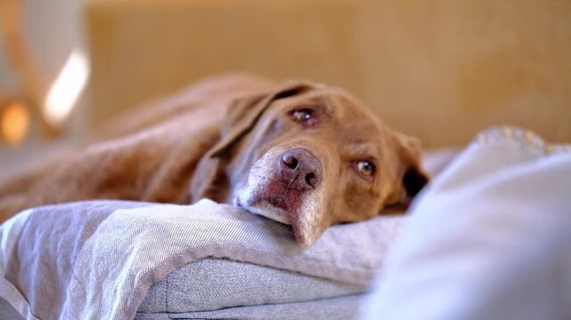 An old brown Labrador dog sleeping on his bog bed