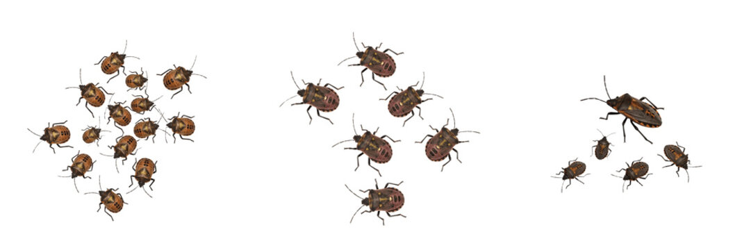 Swarm of stink bugs, Halyomorpha halys, Pentatomidae family, brown marmorated stink bug shelter aggregation, invasive agricultural crop consumer, structural winter shelter migration index