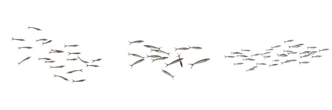 Swarm of backswimmers, Notonecta glauca, Notonectidae family, aquatic hemiptera inverted swimming alignment, natatorial hind limbs rowing propulsion, freshwater pond surface predation tracking