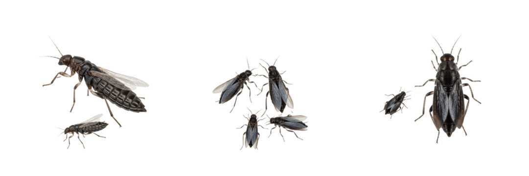 Swarm of thrips, Frankliniella occidentalis, Thripidae family, western flower thrip micro crop borer cluster, fringed wing feather structures, greenhouse crop damage pathology indexing profile