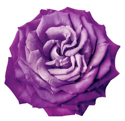 Obraz premium Rose flower on isolated background with clipping path. Closeup. For design. Nature.