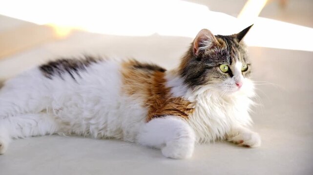 Stunning young calico cat laying on a white floor