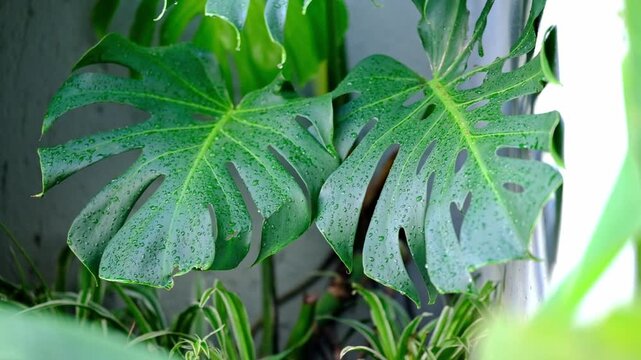 A mature monstera plant growing outdoors with rain drops on large green leaves