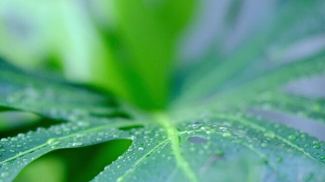 Macro details of water droplets on a large monstera leaf