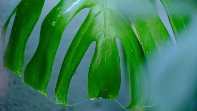 An impressive large Delicious Monster leaf with large holes and water droplets