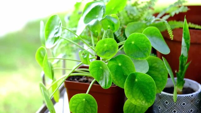 A beautiful money plant with lots of round leaves in a pot