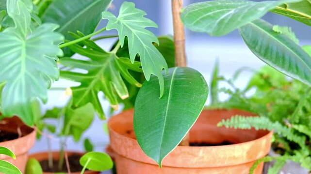 A mix of tropical indoor plants in pots