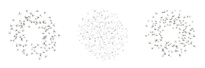 Naklejka premium Swarm of fungus gnats, Bradysia impatiens, Sciaridae family, greenhouse agricultural nursery pest cluster, organic matter decomposer, soil moisture habitat, larval root damage vector lines