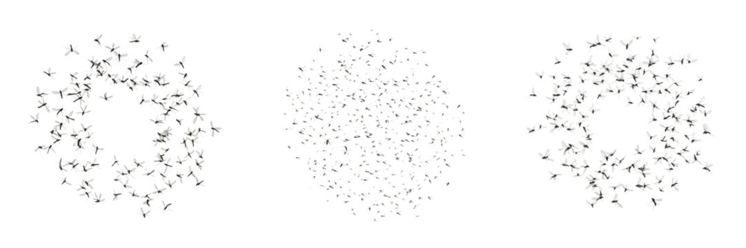Swarm of fungus gnats, Bradysia impatiens, Sciaridae family, greenhouse agricultural nursery pest cluster, organic matter decomposer, soil moisture habitat, larval root damage vector lines