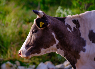 Profile portrait of a brown and white cow head outdoors © Buğra Kaan Ersoy