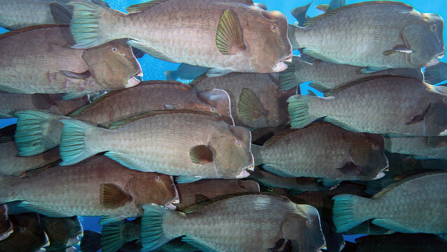 A school of Bumphead Parrotfish (Bolbometopon muricatum), sometimes called Green Humphead Parrotfish, Sipadan Island, Sabah, Malaysia, Borneo	
