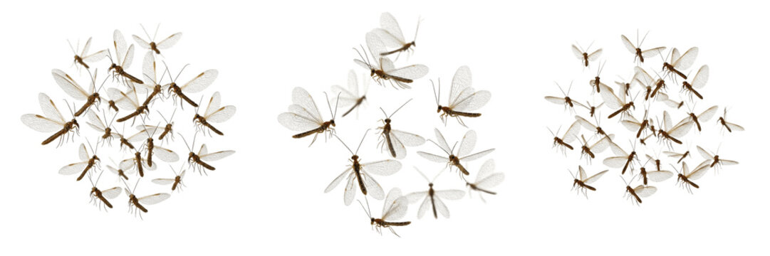Swarm of antlions, Myrmeleon formicarius, Myrmeleontidae family, neuroptera lacewing flight lines, sand pit larval predator lifecycle, clubbed antennae, clear wing venation tracking profile