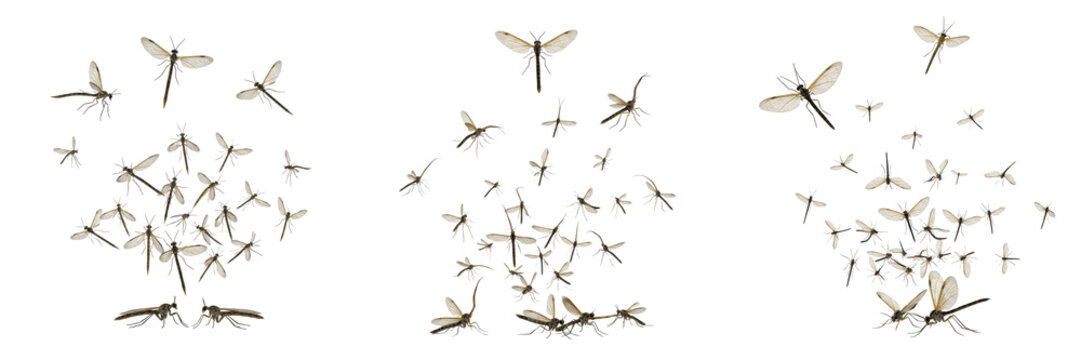 Swarm of snakeflies, Raphidia ophiopsis, Raphidiidae family, elongated prothorax neck-like structure, raphidioptera arboreal predator group, forest bark timber borer predator tracking profile