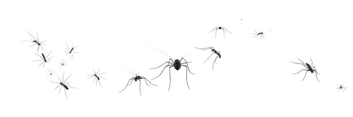 Swarm of webspinners, Oligotoma saundersii, Oligotomidae family, embioptera silk gland forelegs group, colonial silk tunnel web spinner, bark crevice shelter crawling tracking layout index © SultanRahi
