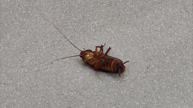 cockroach upside down on the floor.