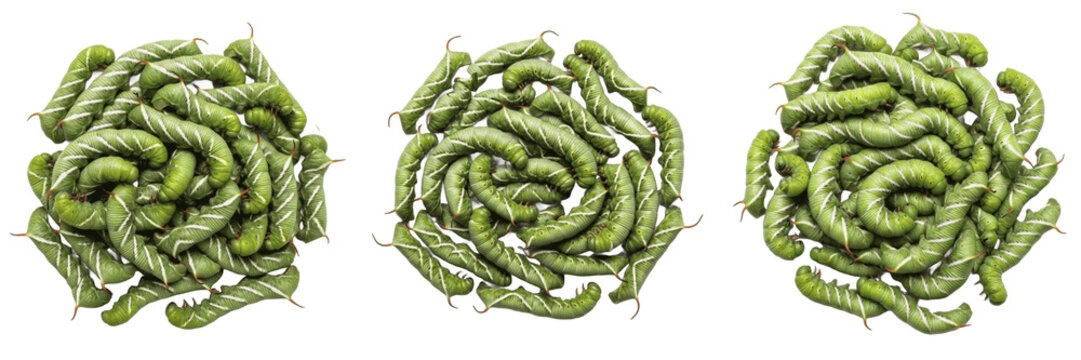 Swarm of cutworms, Agrotis ipsilon, Noctuidae family, black cutworm nocturnal seedling stem destruction crawl lines, curled defensive posture, agricultural grain crop field tracking index