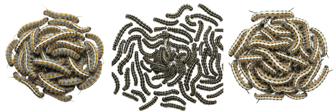 Swarm of hornworm caterpillars, Manduca sexta, Sphingidae family, tobacco hornworm defoliation track lines, caudal horn modification profile, solanaceous crop consumption tracking index