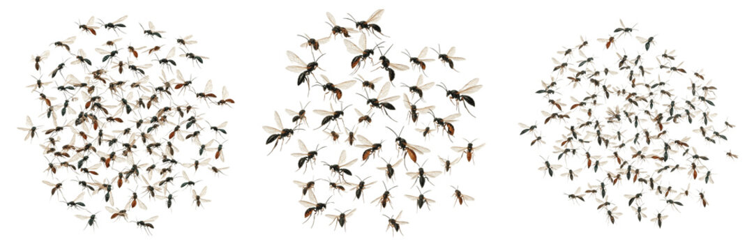 Swarm of bagworms, Psyche casta, Psychidae family, bagworm moth larval protective case casing aggregate, silk debris construction, arborvitae conifer canopy damage tracking profile index