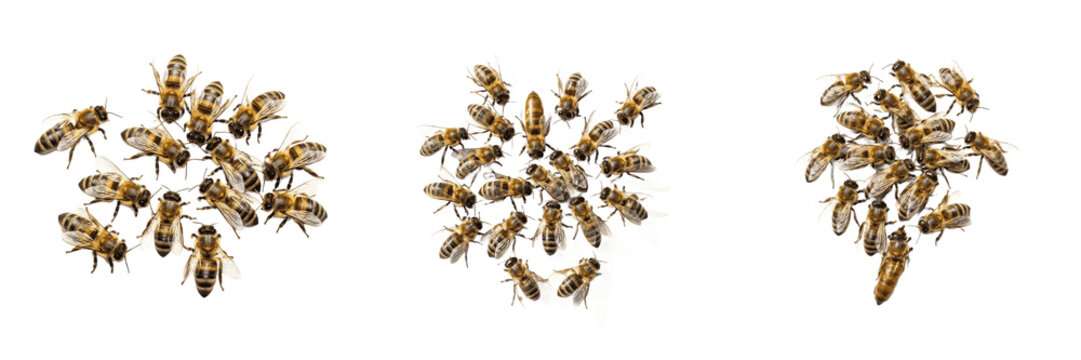 Swarm of worker bees dense cluster, Apis mellifera, Apidae family, high-density honeybee colonial aggregate, absconding queen pheromone attachment, apiary hive relocation mapping profile
