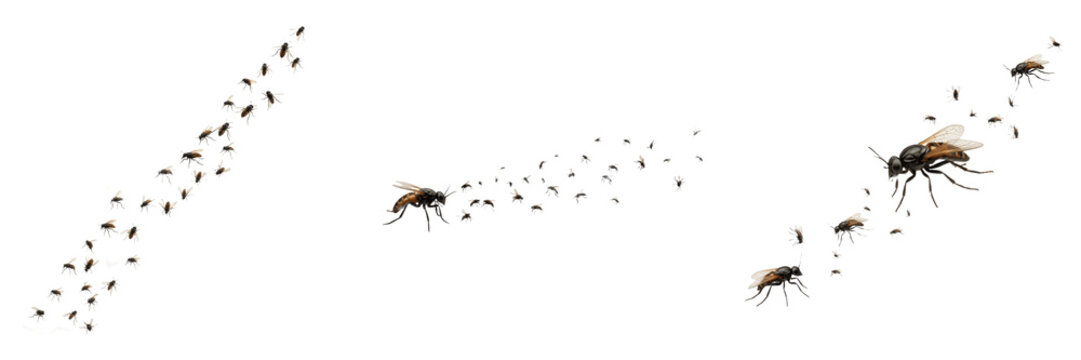 Swarm of insects forming dense ball, Apis mellifera, Apidae family, spherical honeybee worker cluster mass, absolute center queen protection mechanism, apiary colony relocation tracking map index