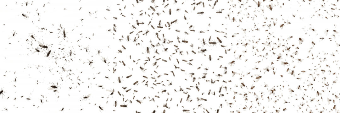 Swarm of insects evenly distributed, Liposcelis bostrychophila, booklice uniform density spatial grid row layout, granary storage facility grain moisture index monitoring mapping text layout guide