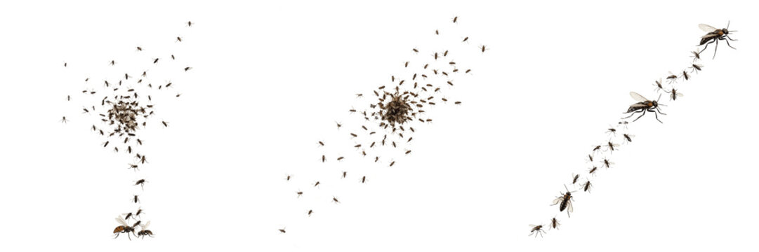 Swarm of insects in tight formation, Schistocerca gregaria, desert locust gregaria phase swarm corridor compression, crop consumption advance flight trajectory path lines tracking index chart