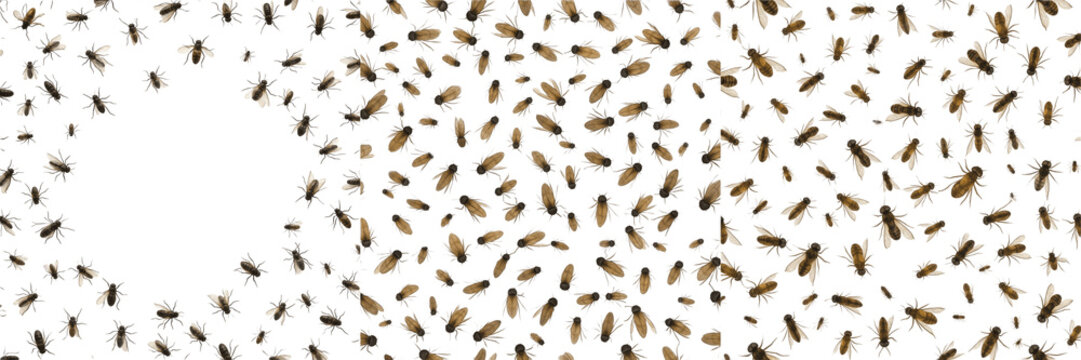 Swarm of insects with varied sizes, Formicidae family, ant major minor worker reproductive alate polymorphic cluster, mandible gear adjustments, colony lifecycle database tracking layout index