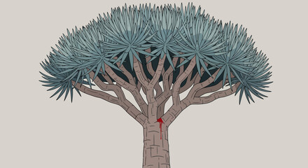 Dragon Tree Trunk with Red Sap Dripping © Rifky
