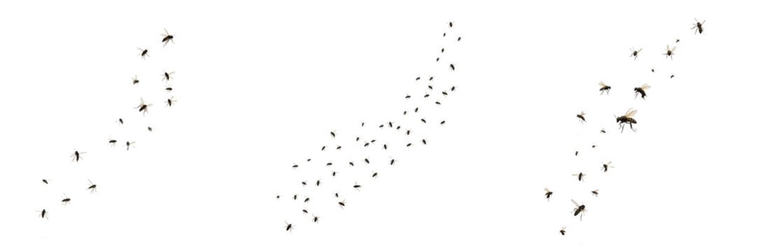Swarm of insects forming cluster burst, Acrididae family, migratory locust explosive centripetal dispersion corridor flight lines, vegetation destruction radiation mapping index template file