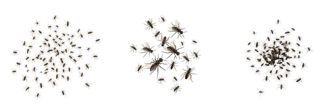 Swarm of insects natural chaotic movement, Vespula vulgaris, common wasp worker erratic multi-directional flight lines, nest perimeter defensive pheromone alerts pattern mapping layout guide