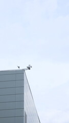 Obraz premium seagull on a roof