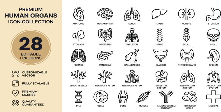 Human organs line icon set featuring anatomy, biology, health, internal, heart, brain, and medical. Professional editable vector set for healthcare.
