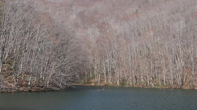 沼の水辺