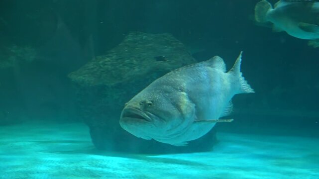 Giant grouper fish swimming in blue aquatic ambiance.