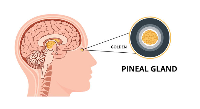 Anatomical cross section of the human brain highlighting the position of the pineal gland with a detailed callout for medical study.