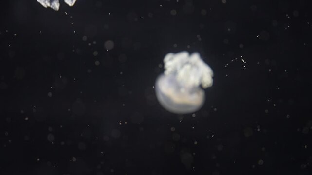 Closeup of Sea Moon jellyfish translucent blue light color and dark background.Aurelia aurita swimming underwater shots glowing jellyfish moving in water