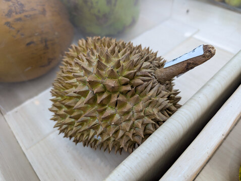 A spiky durian fruit displayed inside a white box