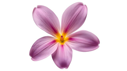 Obraz premium Close-up of a vibrant pink and purple five-petaled flower with a bright yellow center, isolated on a clean white background.