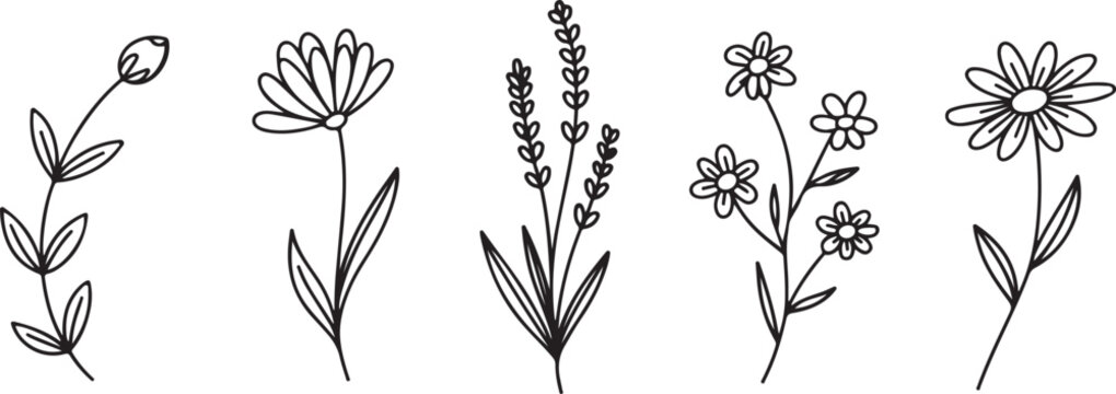 Daisy stems and buds line drawing