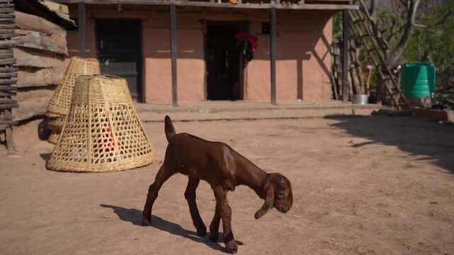 View of a traditional two-story rural house with a wooden balcony, woven baskets, and a goat standing in the courtyard in Nepal.