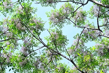 Fototapeta premium Chinaberry (Melia azedarach) flowers. Meliaceae deciduous medicinal plant. It produces numerous pale purple, five-petaled flowers in early summer.