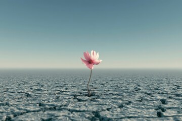 Fototapeta premium Single flower growing through cracked ground as hope concept