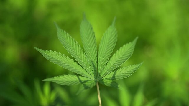 View of a vibrant green cannabis leaf with serrated edges growing in a sunny field against a blurred natural background in Nepal.