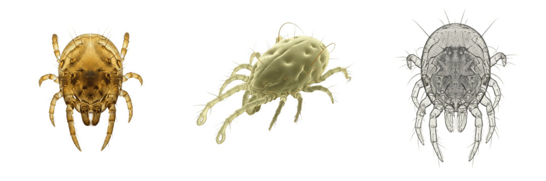 Mange mite, Sarcoptes scabiei, burrowing epidermal parasite profile, Sarcoptidae family, sarcoptic mange source, animal scabies zoonotic vector, veterinary veterinary dermatology manual card