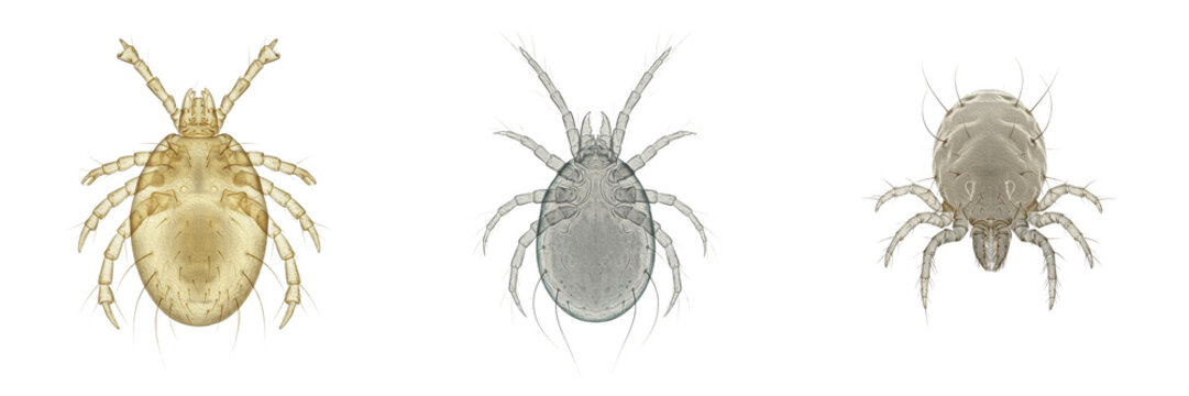 Ear mite, Otodectes cynotis, external auditory canal specimen, Psoroptidae family, canine and feline otodectic mange vector, ear canker debris collector, veterinary companion pet clinical care