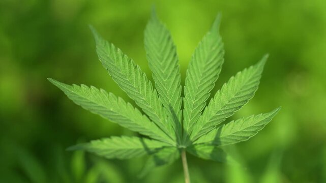 View of a vibrant green cannabis leaf with serrated edges against a blurred natural background in Nepal.